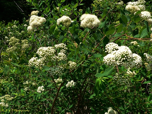 {Spiraea virginiana}